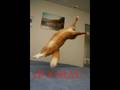 Caturday V
