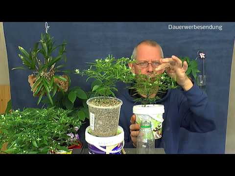 Download Moringa Wurzel in der Selbstbewässerung Chili von der Hydroponik in Vulkatec einpflanzen