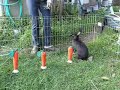 Rabbit Agility