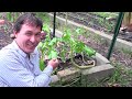 Small Space Permaculture Food Forest Garden on 1/4 Acre Home Lot