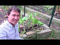 Small Space Permaculture Food Forest Garden on 1/4 Acre Home Lot