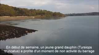 Grand dauphin dans la Rance (Saint-Malo/Dinard)