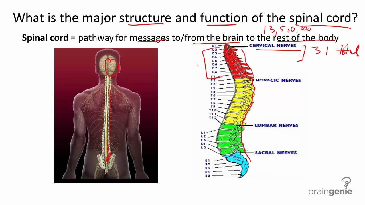 8 1 2 The Spinal Cord Structure and Function - YouTube