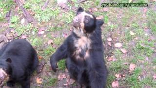 Spectacled bear waving