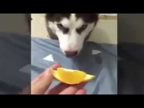 Thánh Lồng Tiếng #1 - Lu Ăn Như Bát Giới Và Cái Kết Là Một Cú Lừa | Funny Dog - Cute Cat