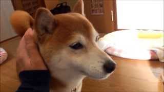 柴犬ひかいち 散歩前のおしゃべり Shiba speaks