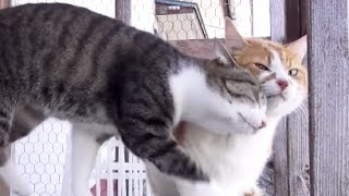 頭ごつん猫 - Ohagi headbutts Ami -