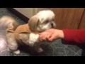 Funny Animals: Chúcaro is one of many funny animals
