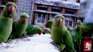 Parrots sanctuary in Chennai -  Every day, hundreds of Parrots make a visit to Royapettah