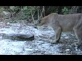 Dangerous Invaders 03, Panther vs Python