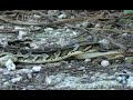 Dangerous Invaders 03, Panther vs Python