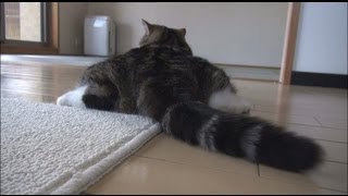 いろいろなねこ１３。 -Many Maru 13.-