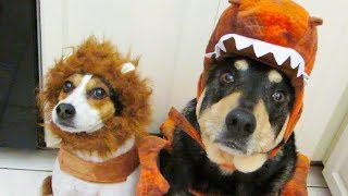 ADORABLE PUPPY COSTUME CONTEST!! (10.19.13 - Day 1633)