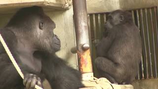 東山ゴリラ シャバーニ家族の日々53 Shabani gorilla famil