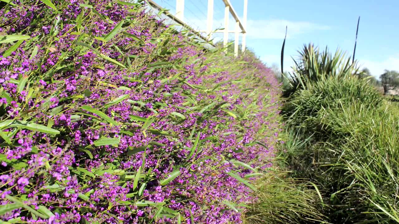 Meema™ Hardenbergia violacea is an Australian Native Shrub that flowers