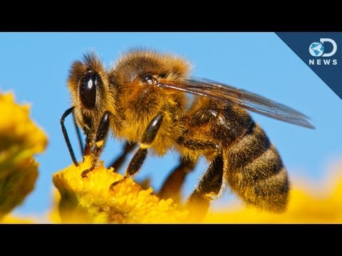 Why All The Bees Are Dying