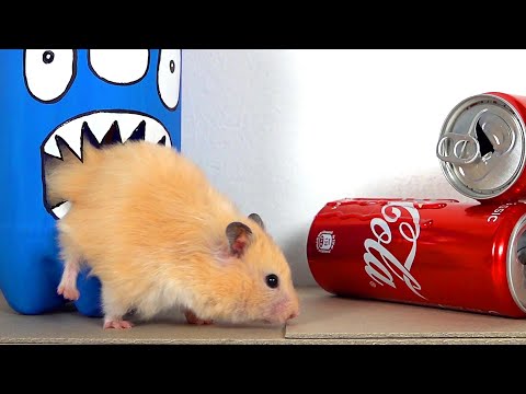 My Funny Pet Hamster takes on the COCA COLA Obstacle Course