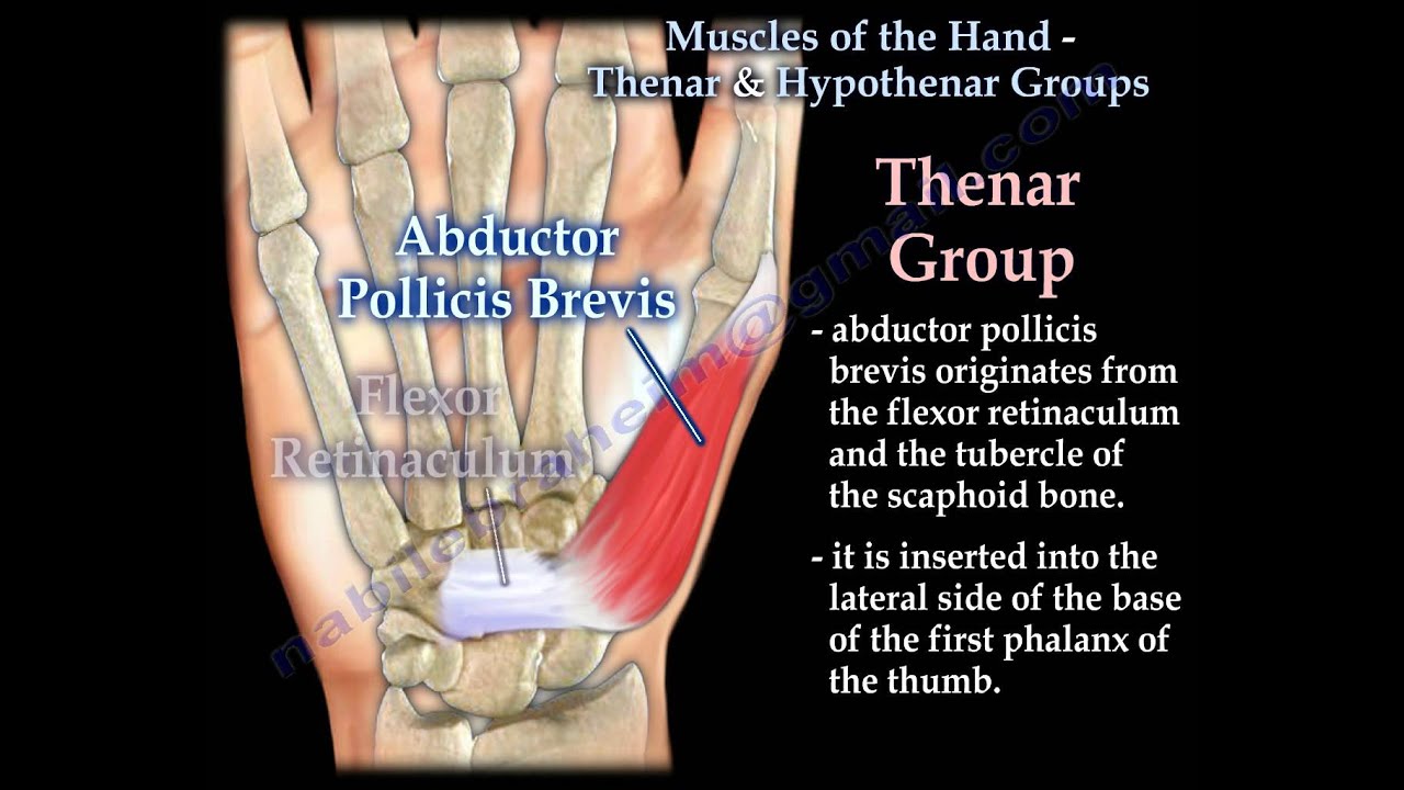 Muscles Of The Hand Thenar & Hypothenar Groups - Everything You Need To