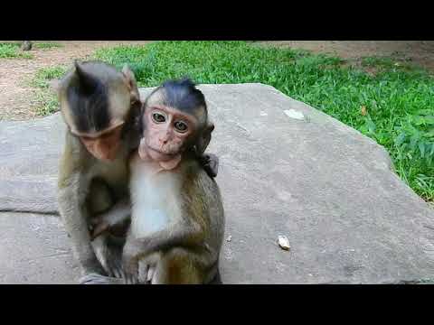 So Adorable Very Funny Monkey Playing With friends.