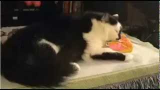 22lb Fat Cat Holds Family Hostage - 911 Call