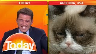 Grumpy Cat VS Karl Stefanovic