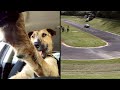 Meet Porter. The World's First Driving Dog.