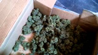 Jack herer harvest