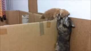 Mom cat helps her kitten to escape