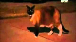 Filmato Gatto Cleptomane.wmv