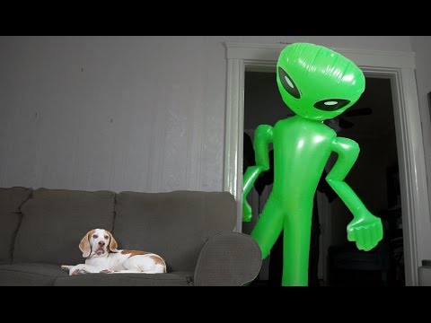 Dog Unfazed by Giant Alien: Funny Dog Maymo