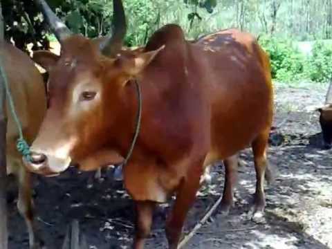 nyuj sib nraus 2012 part1 - YouTube