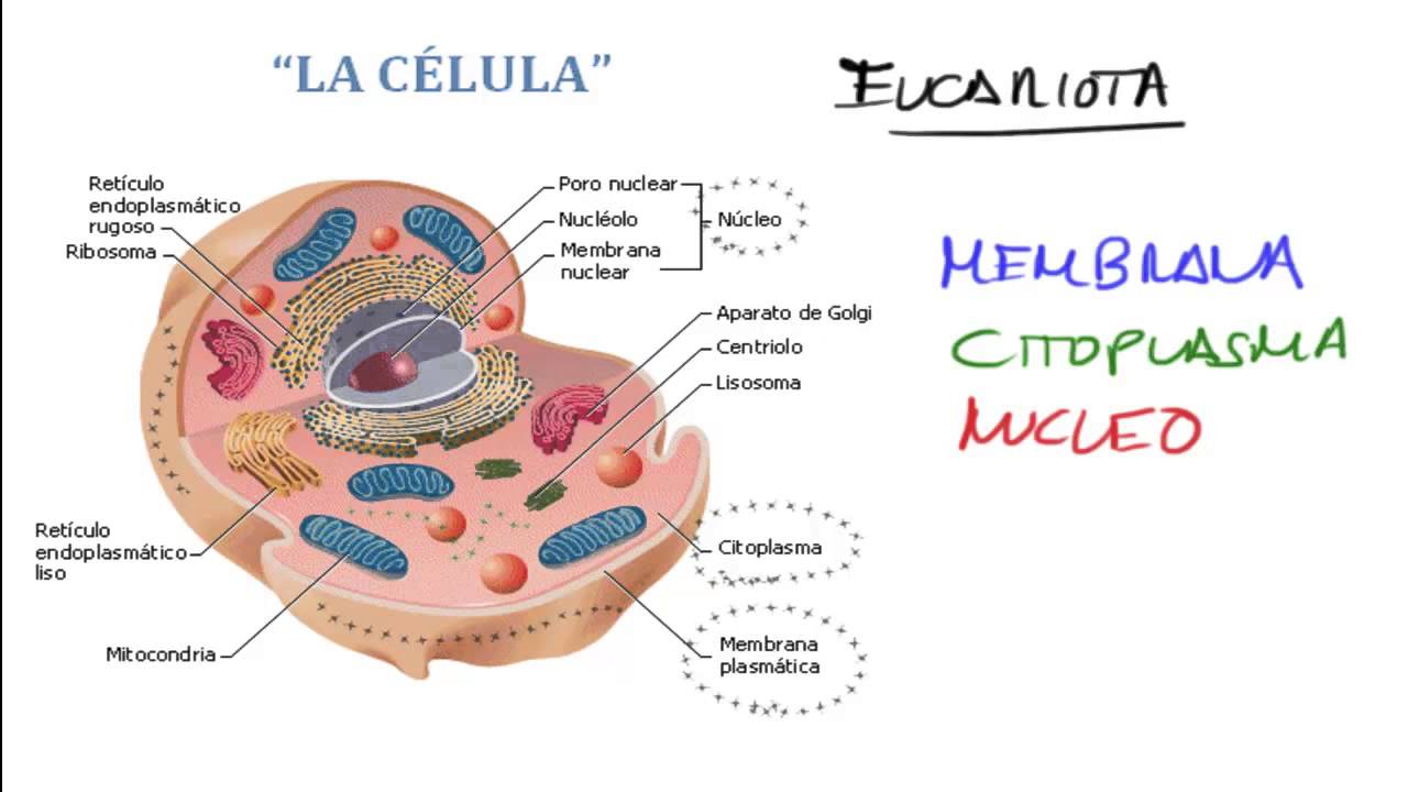 el nucleo de la celula y sus partes