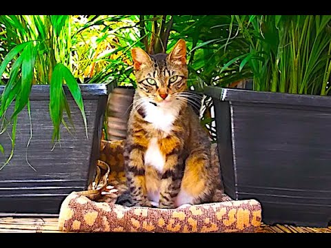 Creative Outdoor Space for Cats