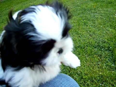 shih tzu puppies nyc shih tzu puppies for sale in lyndonville ny shih tzu puppies nyc shih tzu puppies for sale in lyndonville ny