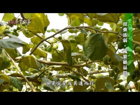 高雄農業故事館-棗子(影片長度:15分49秒) 高雄農業故事館-棗子(影片長度:15分49秒)
