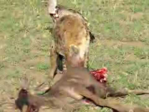 Hyena eating a baby wildebeest for breakfast!! - YouTube