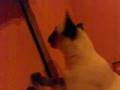 chat qui miaule