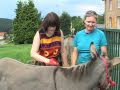 Zoothérapie et médiation animale auprès d'adultes handicapés - Trophée Fond'action ALSACE