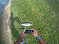 Bass Fishing Big Largemouth Bass in grass on a Jig