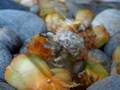Bernard l'hermite terrestre se nourrissant de fruits (Coenobita Rugosus)