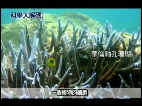 48. 珊瑚礁白化現象 - YouTube pic