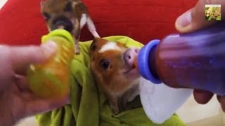 HAM & BACON | Cute micropics want the bottle | MINI PIGS