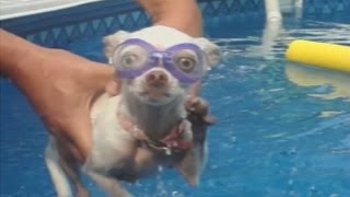 A los perros les encanta nadar