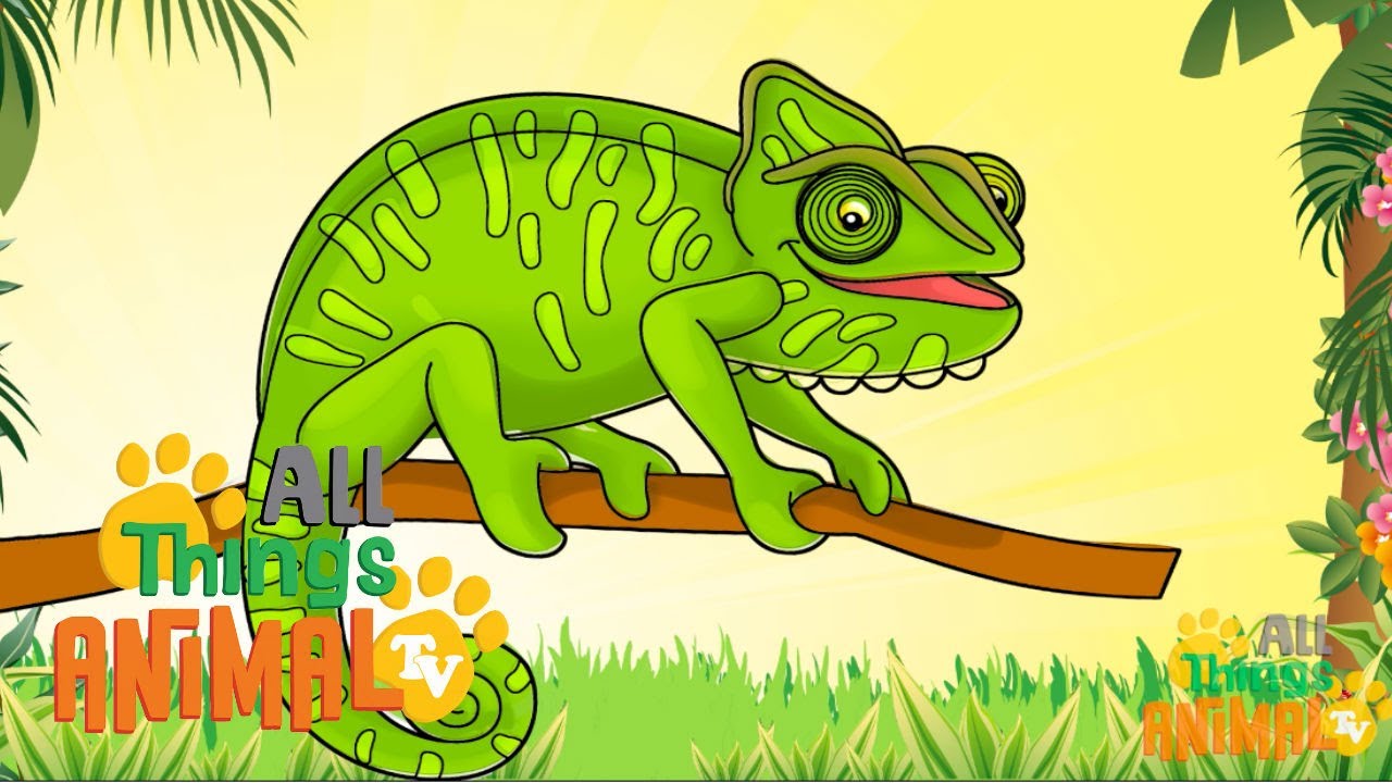 CHAMELEONS: Animals for children. Kids videos. Kindergarten | Preschool