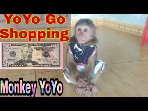 Monkey Baby Yoyo Receive $ 50 From Ms Flavia Blanco