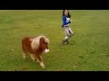 Miniature horse chasing me (SHE'S EVIL!)