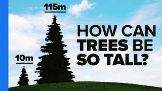 Veritasium: Trees Are Freaking Awesome! Veritasium: Trees Are Freaking Awesome!