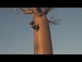 Madagaskar 1: Die Baobab-Allee / The Avenue of the Baobabs