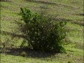 La saison des Gazelles - Vidéo COMPLETE