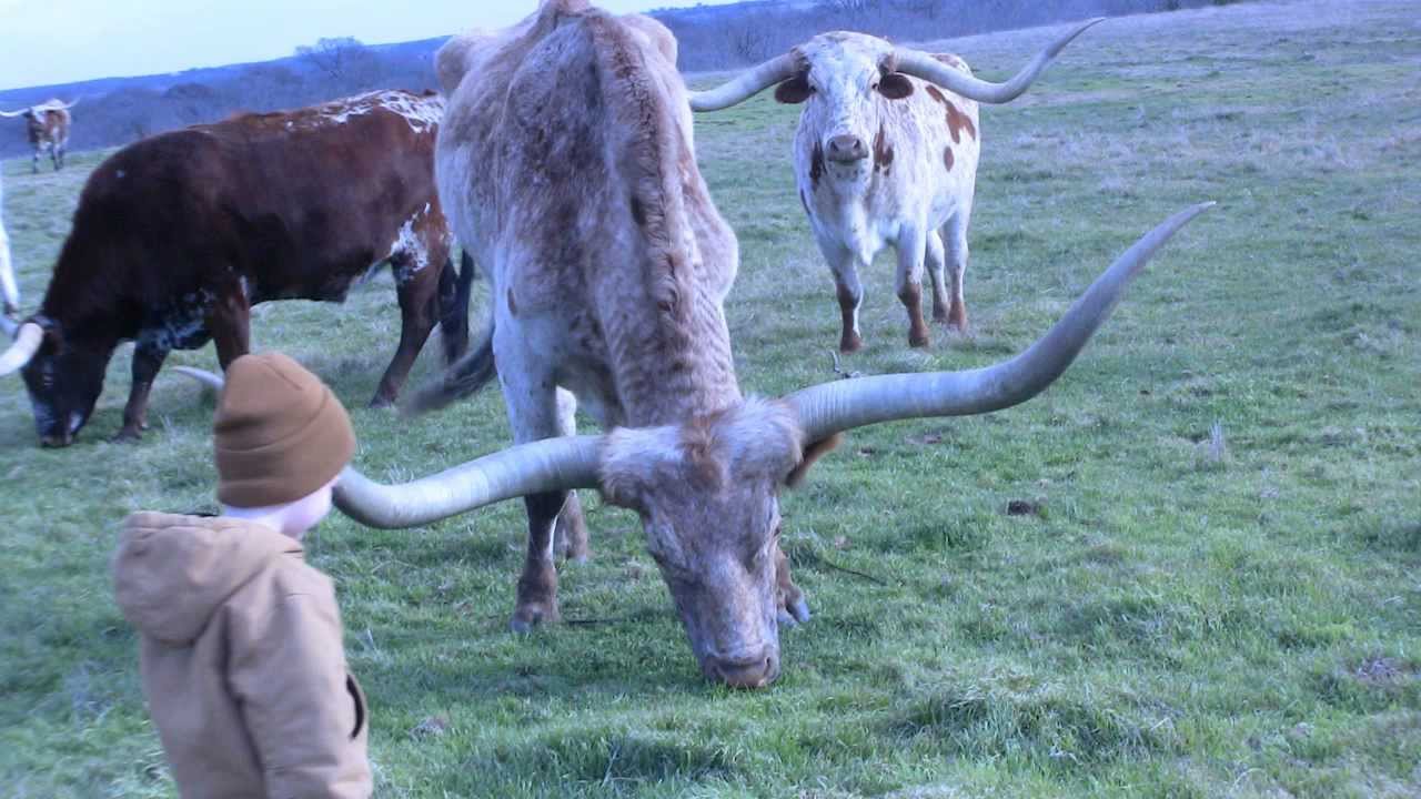 Texas Longhorns YouTube